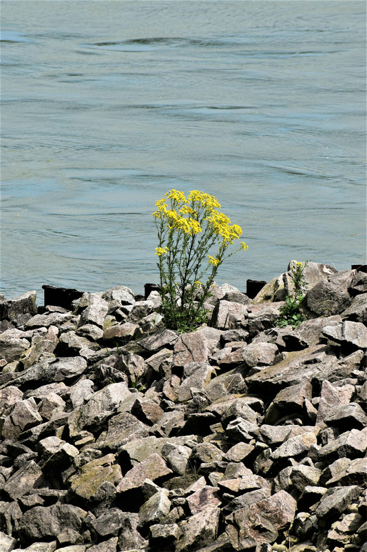 地下管網(wǎng)水質(zhì)監(jiān)測系統(tǒng) 地下管網(wǎng)水質(zhì)監(jiān)測系統(tǒng)